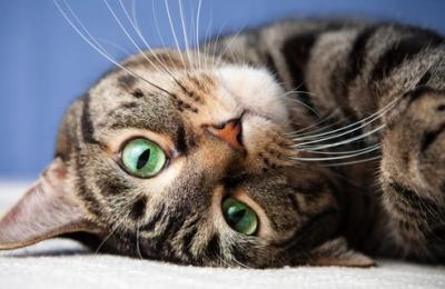 🐈 Căsuțe oficiale pentru pisicile din Cluj-Napoca