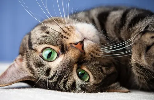 Despre pisici, ca despre o amintire dintr-o altă viață