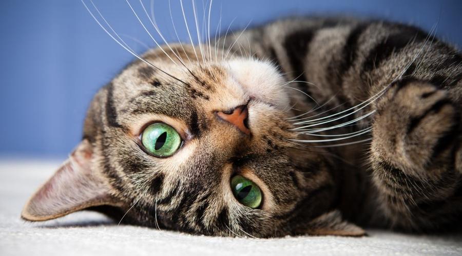 🐈 Căsuțe oficiale pentru pisicile din Cluj-Napoca