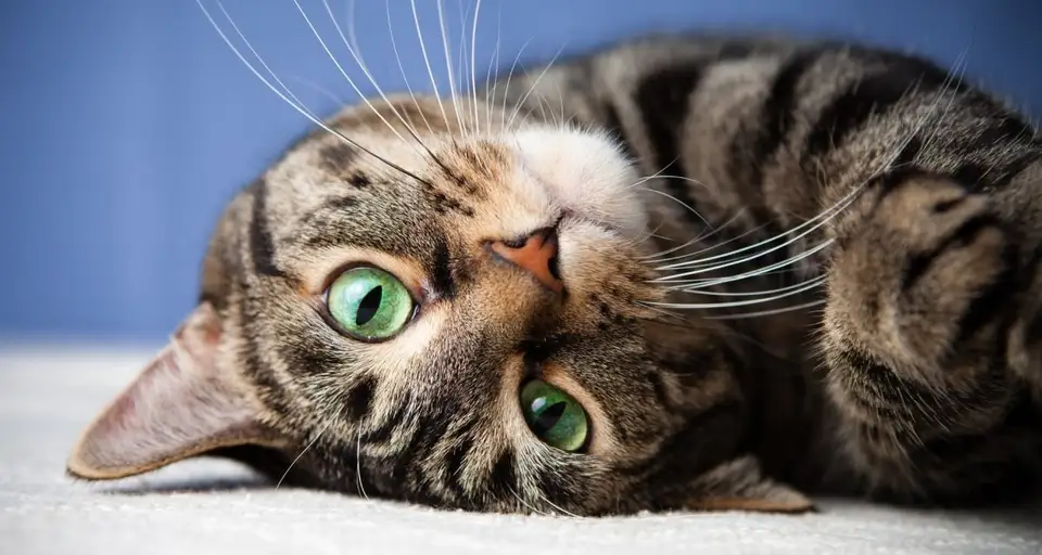 On Cats, Like a Memory from Another Life