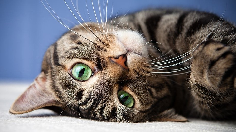 🐈 Căsuțe oficiale pentru pisicile din Cluj-Napoca