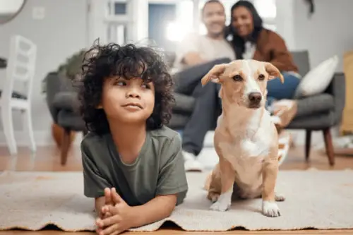 Pregătirea casei pentru sosirea unui câine