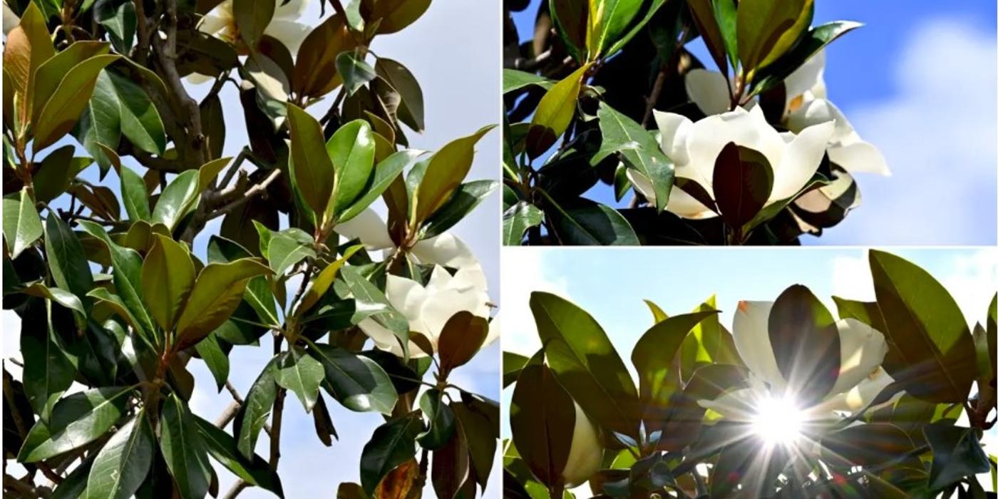 Au înflorit magnoliile pe Bulevardul Constantin Brâncoveanu din Sectorul 4 al Capitalei