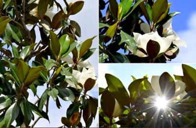 Au înflorit magnoliile pe Bulevardul Constantin Brâncoveanu din Sectorul 4 al Capitalei