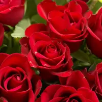 Cum se planteaza trandafirii? (VIDEO)