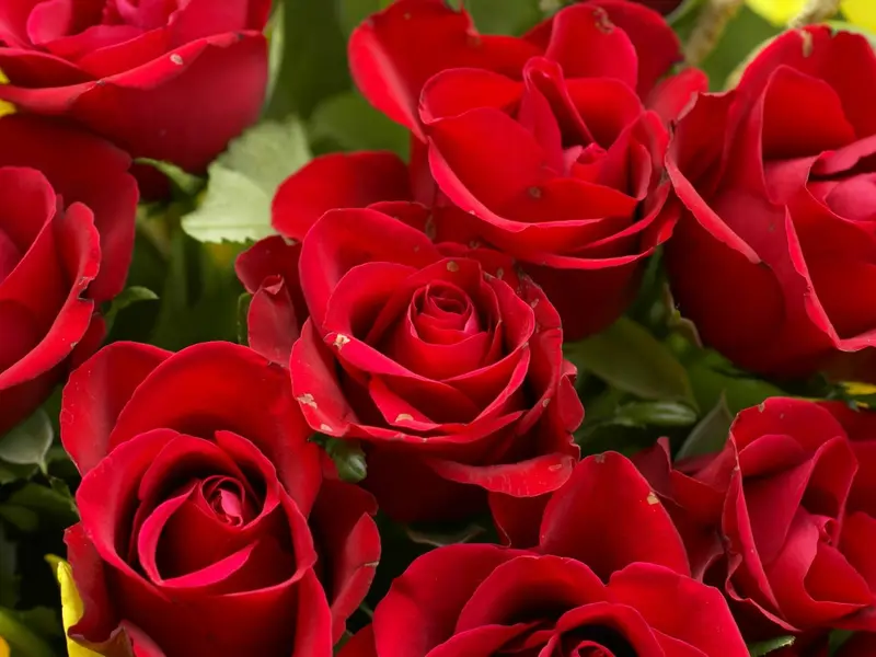 Cum se planteaza trandafirii? (VIDEO)