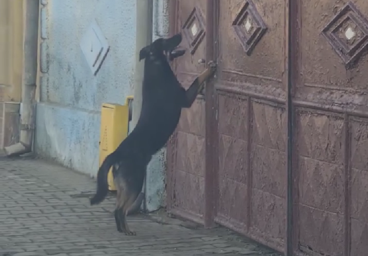 Amendă de 15.000 lei dată de Poliția Animalelor unui tânăr din Gherla care și-a abandonat câinele