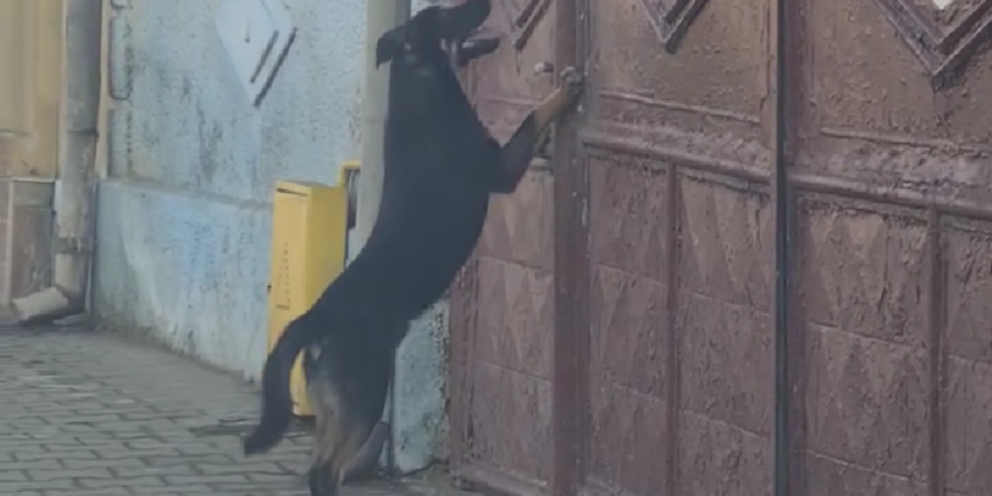 Amendă de 15.000 lei dată de Poliția Animalelor unui tânăr din Gherla care și-a abandonat câinele