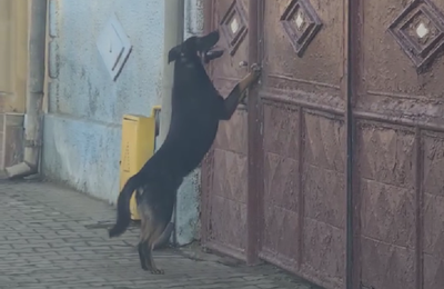 Amendă de 15.000 lei dată de Poliția Animalelor unui tânăr din Gherla care și-a abandonat câinele