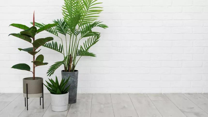 Ce ar trebui si ce nu ar trebui sa se afle intr-o camera in care stau si plantele