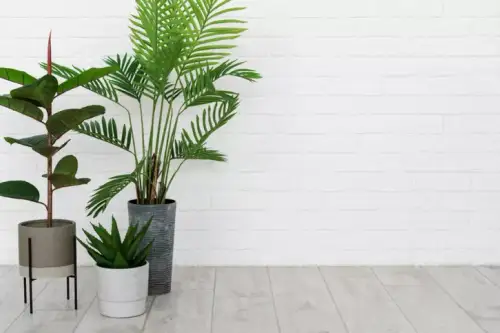 Ce ar trebui si ce nu ar trebui sa se afle intr-o camera in care stau si plantele