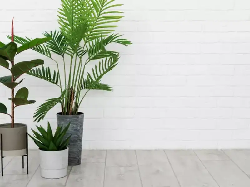 Ce ar trebui si ce nu ar trebui sa se afle intr-o camera in care stau si plantele