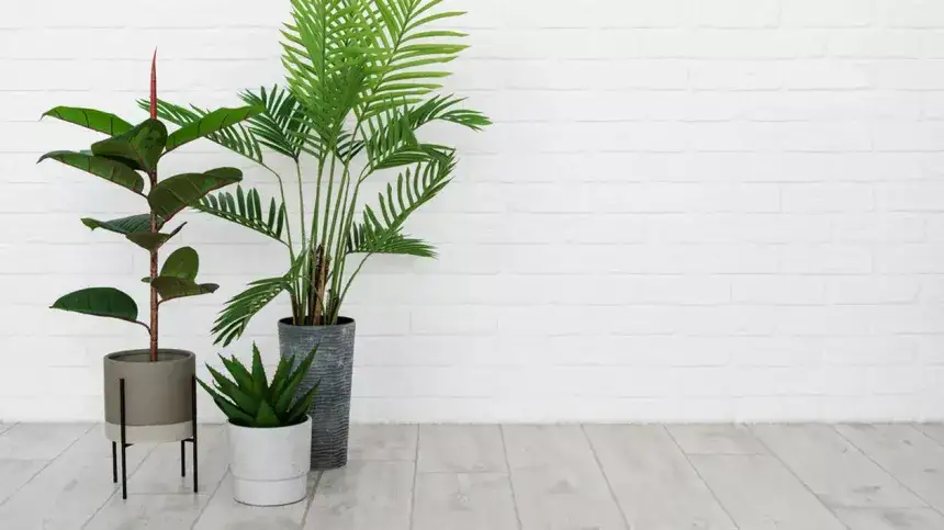 What Should and Shouldn't Be in a Room with Plants