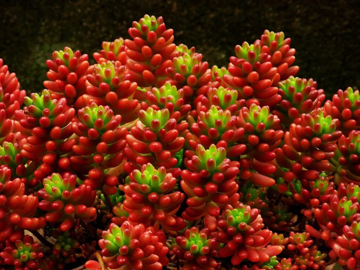 Sedum Rubrotinctum, o planta care isi schimba culoarea in functie de intensitatea luminii