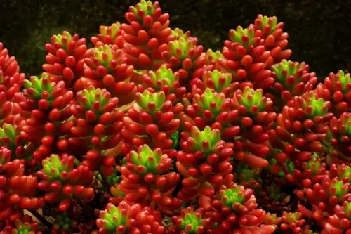Sedum Rubrotinctum, o planta care isi schimba culoarea in functie de intensitatea luminii