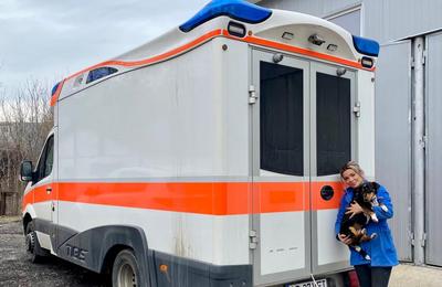 În weekend-ului trecut a avut loc o campanie sterilizare a câinilor de rasă comună