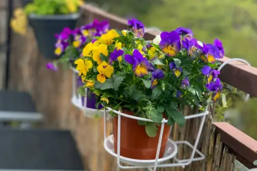 Care sunt cele mai potrivite ghivece cu flori de scos primăvara pe balcon