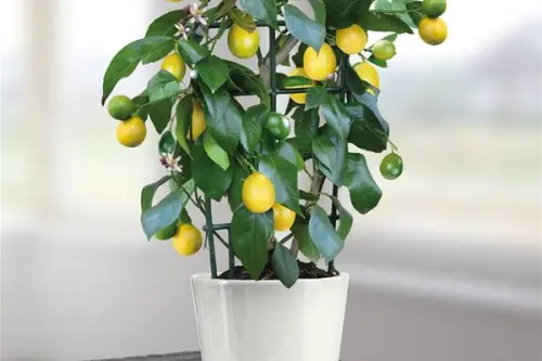 Cum se planteaza un lamai