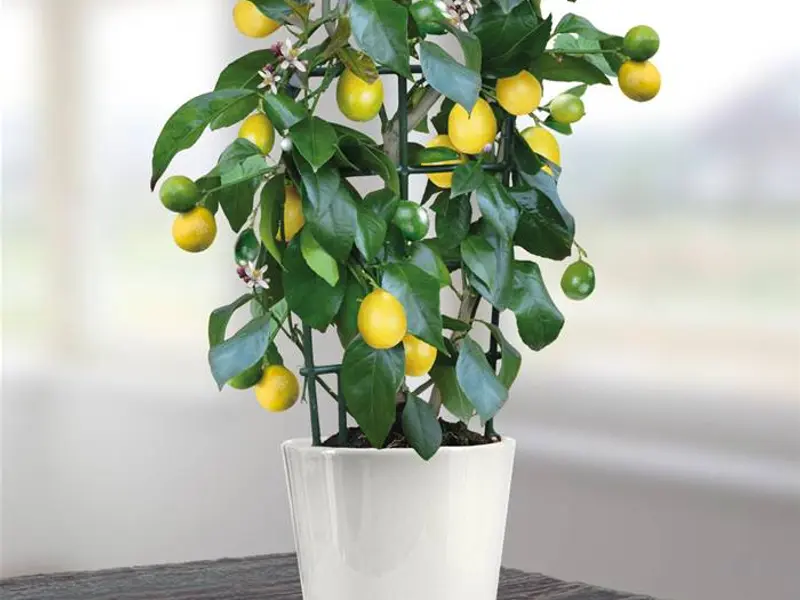 Cum se planteaza un lamai