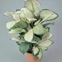 8 obiecte din casa pe care uitam sa le curatam