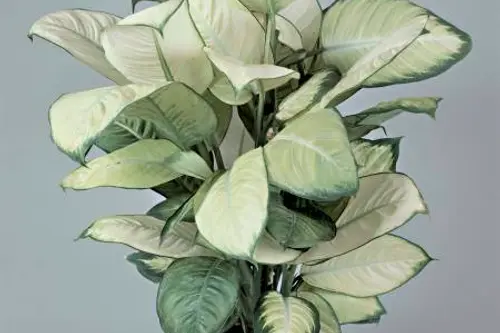 8 obiecte din casa pe care uitam sa le curatam