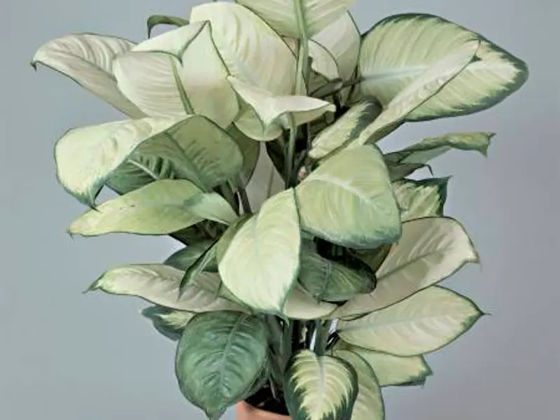 8 obiecte din casa pe care uitam sa le curatam