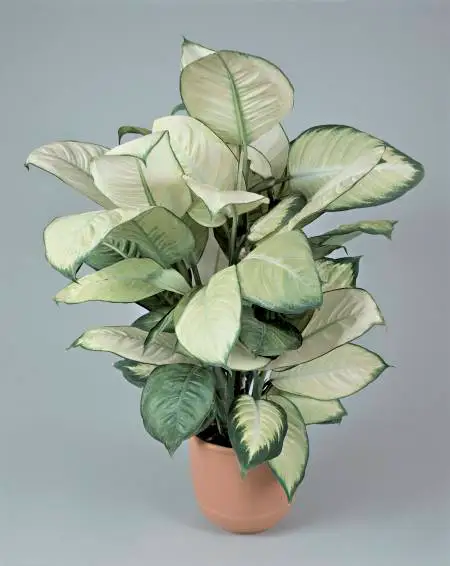 8 obiecte din casa pe care uitam sa le curatam