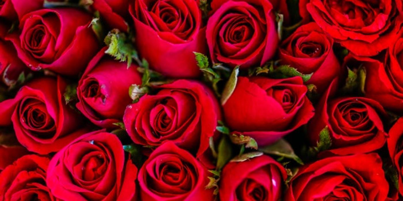 Să nu uităm nicicând să iubim şi să cunoaştem trandafirii. Curiozităţi despre „Regele Florilor”