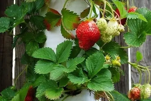 Cum sa cultivi capsuni intr-un tub de PVC