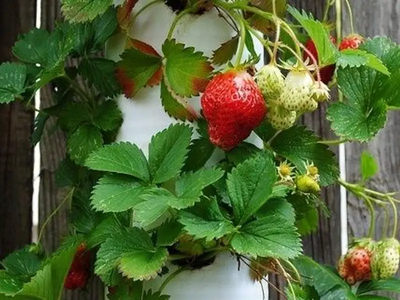 Cum sa cultivi capsuni intr-un tub de PVC