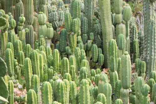 TUTORIAL: Cum se planteaza un cactus? (VIDEO)