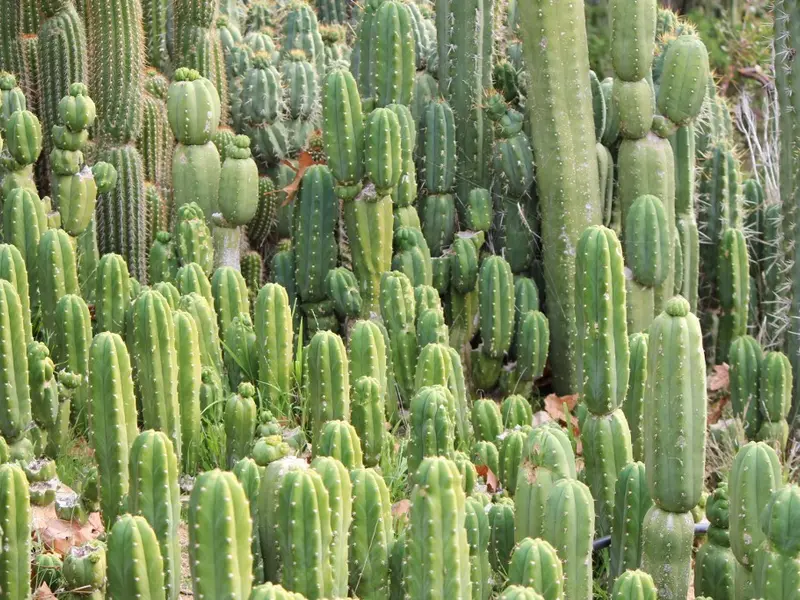 TUTORIAL: Cum se planteaza un cactus? (VIDEO)