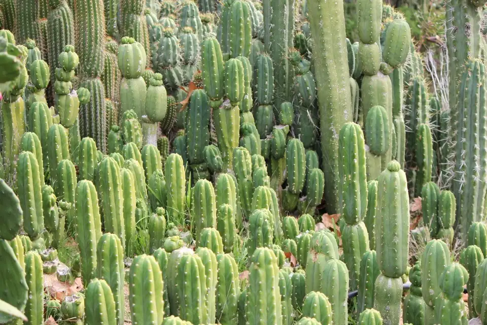 TUTORIAL: Cum se planteaza un cactus? (VIDEO)