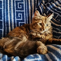 Adopții pisici în Bucuresti