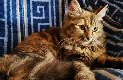 Adopții pisici în Bucuresti