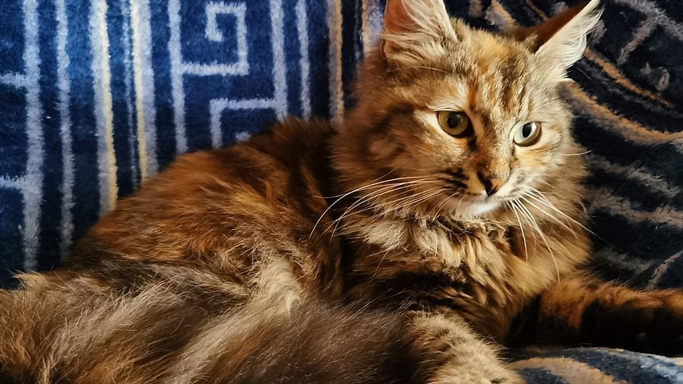 Adopții pisici în Bucuresti