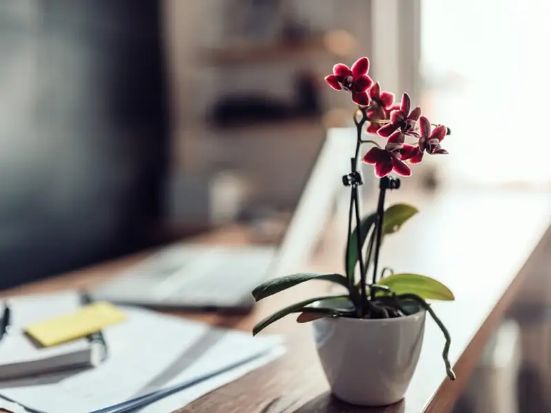 Rolul florilor în amenajarea unui birou fermecător