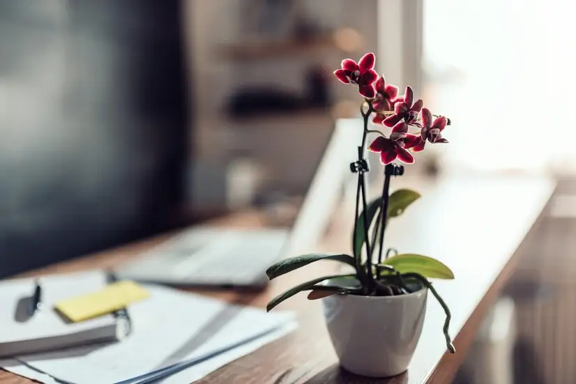 The Role of Flowers in Creating a Charming Office