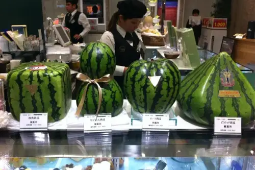 Cum se planteaza si cum se cresc fructele in forme ciudate? (VIDEO)