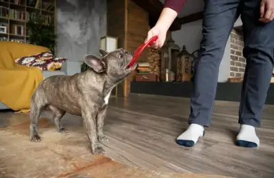 Training Tips to Prevent Damage Caused by Your Four-Legged Companion