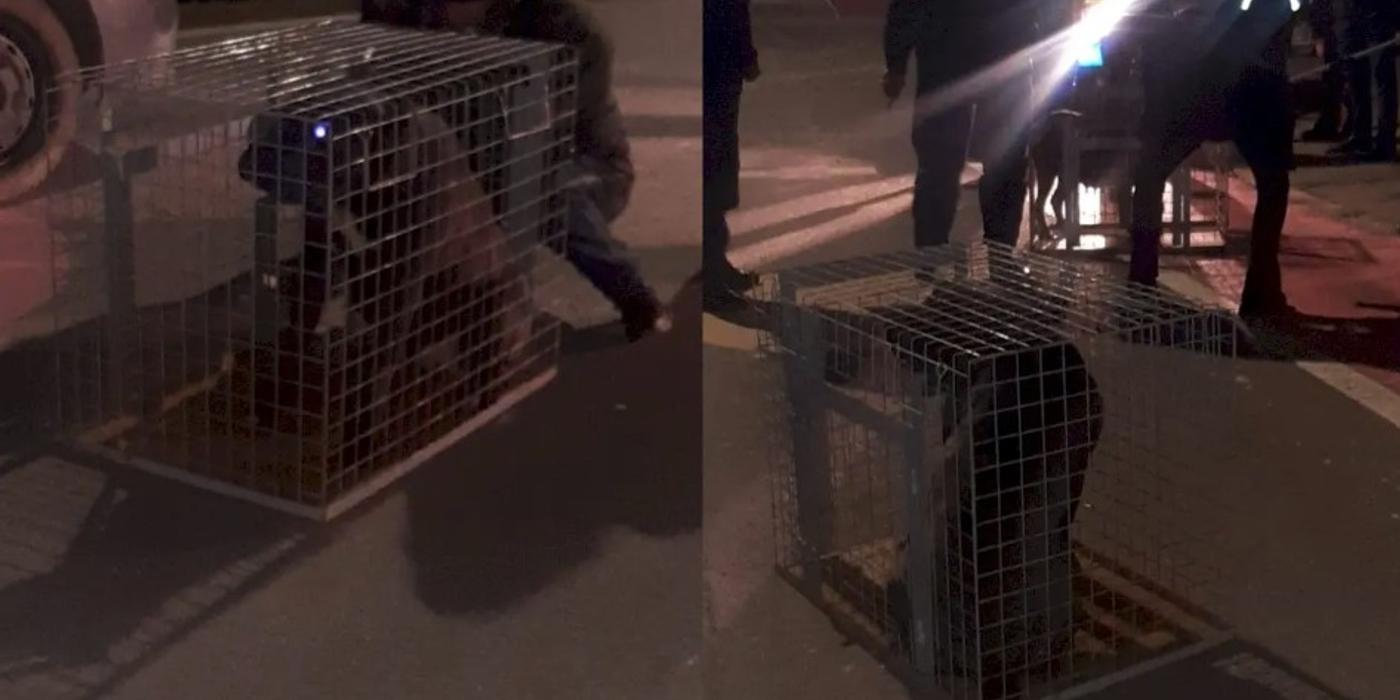 Un bărbat a văzut doi câini Amstaff liberi pe lângă Lacul Morii