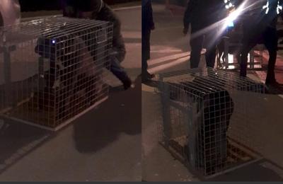 Un bărbat a văzut doi câini Amstaff liberi pe lângă Lacul Morii