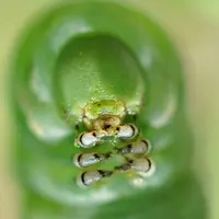 Trucuri si solutii naturale pentru o gradina fara insecte si daunatori