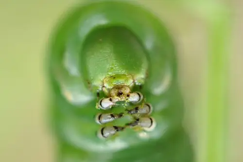 Trucuri si solutii naturale pentru o gradina fara insecte si daunatori