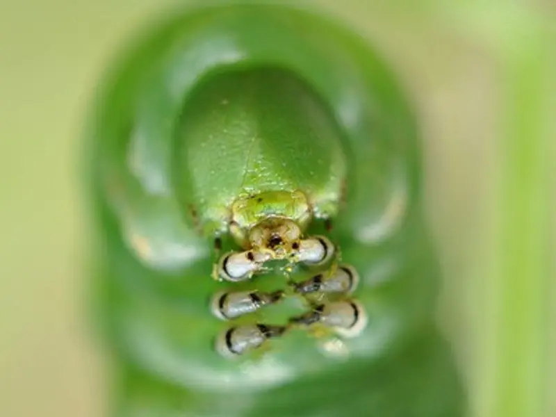 Trucuri si solutii naturale pentru o gradina fara insecte si daunatori