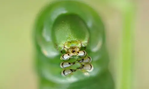 Trucuri si solutii naturale pentru o gradina fara insecte si daunatori