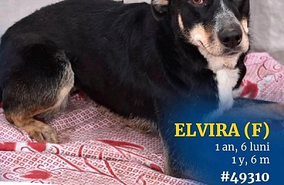 Elvira, cățelușa cu ochi triști de la Bragadiru, așteaptă o familie care să o iubească