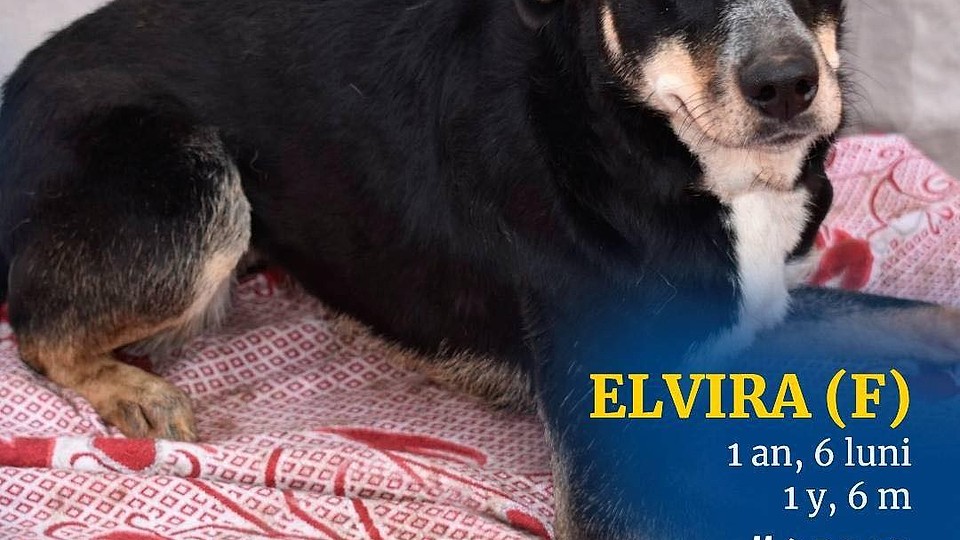 Elvira, cățelușa cu ochi triști de la Bragadiru, așteaptă o familie care să o iubească