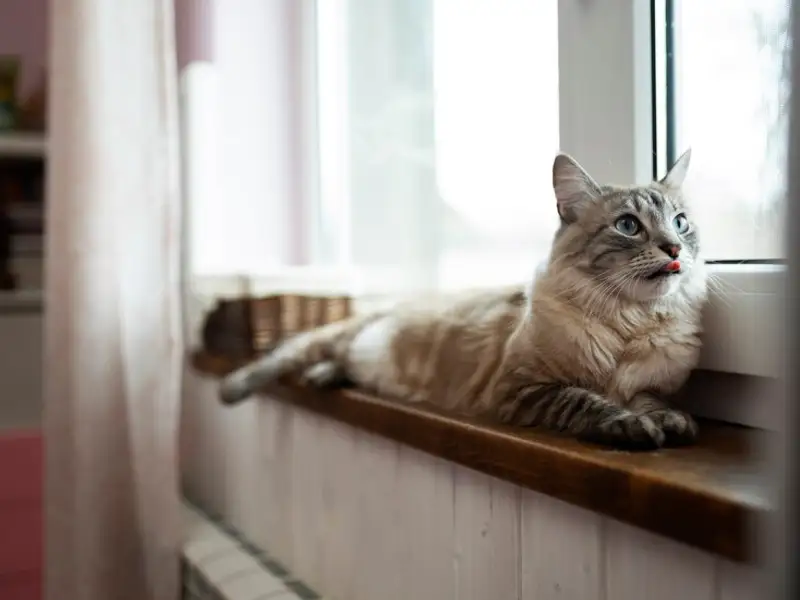 Top 10 animale de companie care se obișnuiesc ușor cu traiul la bloc