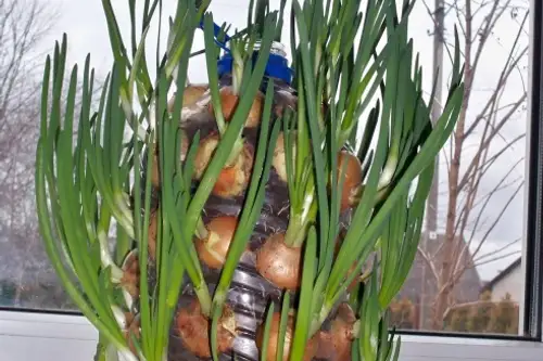 Cum se planteaza ceapa si cum sa o cresti pe pervaz